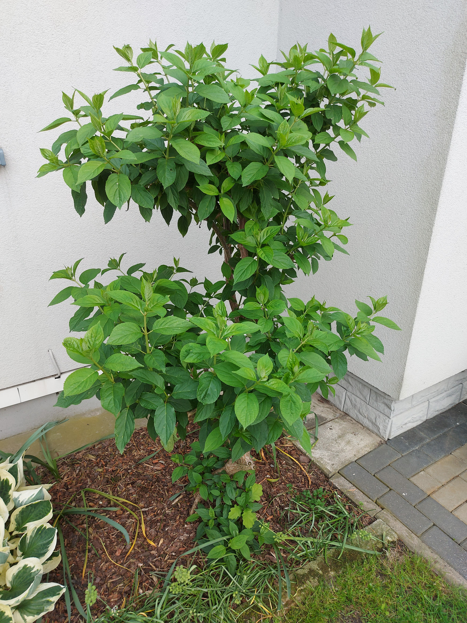 Młode drzewko ozdobne w ogrodzie w Warszawie, obsypane świeżą korą, tuż przy białej ścianie budynku. Widoczne kostki brukowe i inne rośliny.