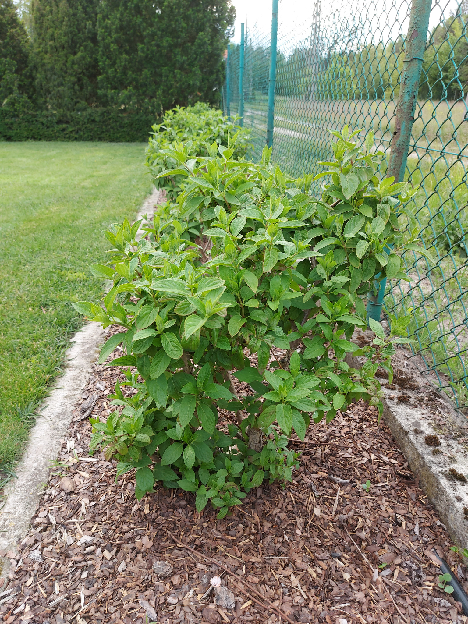 Rząd świeżo posadzonych krzewów wzdłuż ogrodzenia z siatki, wyściółkowanych korą. Widoczne trawnik i drzewa w tle. Układ nasadzeń w ogrodzie.