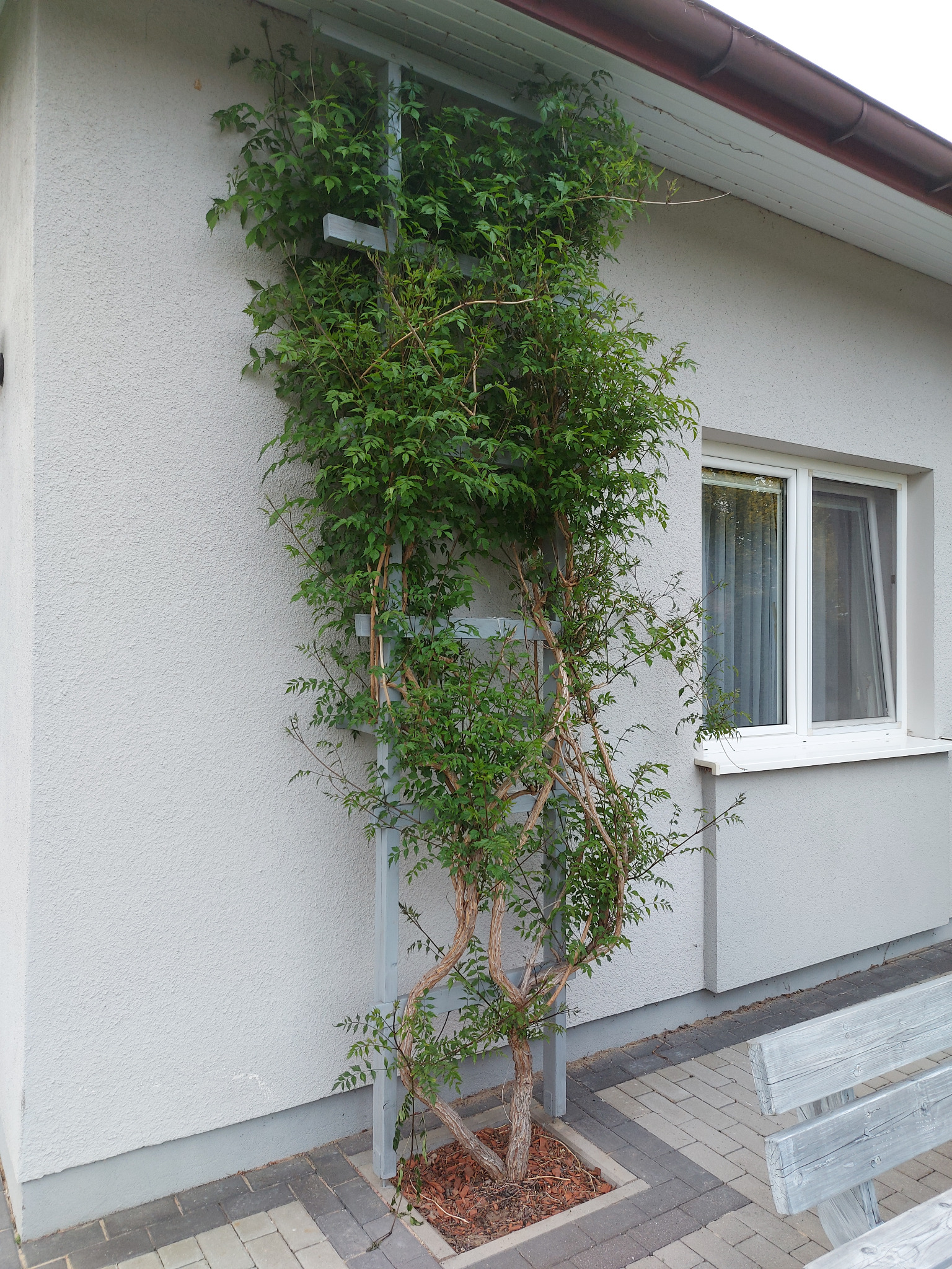 Pnącze na metalowej konstrukcji przy ścianie domu, obok okna. Kora drzewna u podstawy rośliny. Fragment ławki w prawym dolnym rogu. Szara elewacja.