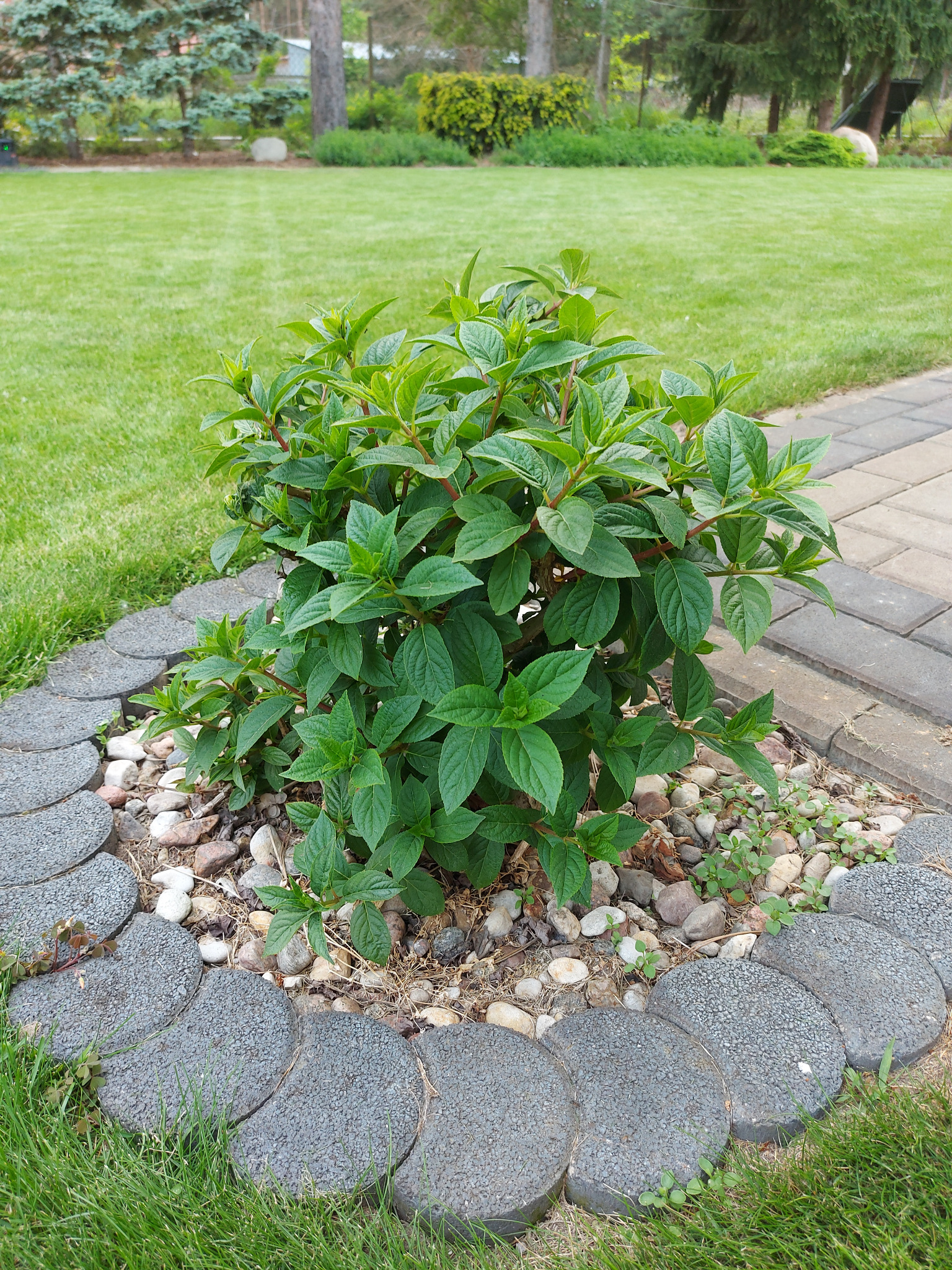 Krzew w ogrodzie, otoczony kamieniami i płytkami chodnikowymi, na tle zadbanego trawnika. Widoczny fragment ścieżki i drzewa w oddali.
