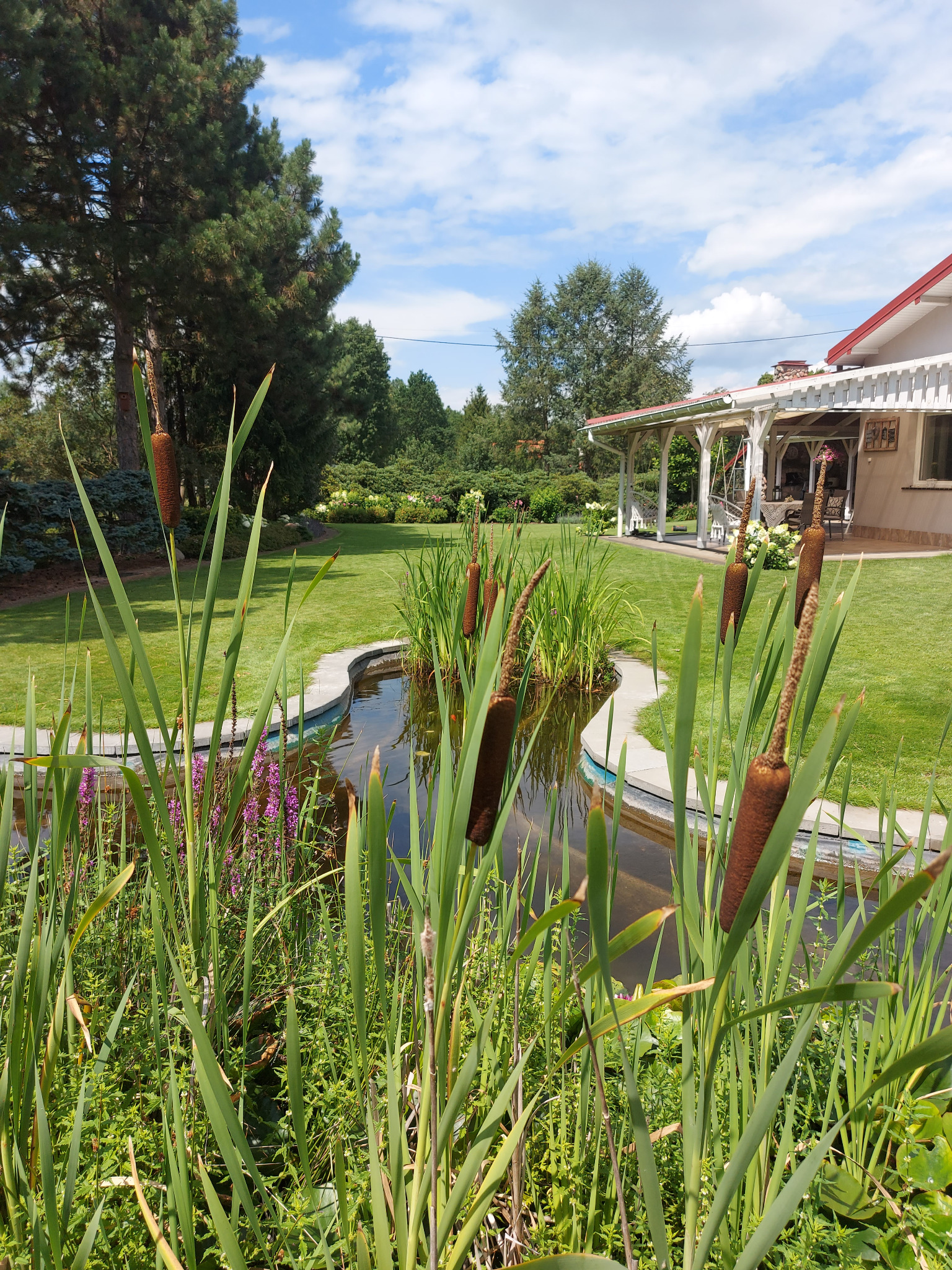 Oczko wodne z roślinnością i pałkami wodnymi na pierwszym planie, w tle zadbany trawnik i biała altana przy domu z czerwonym dachem. Letni krajobraz ogrodu.