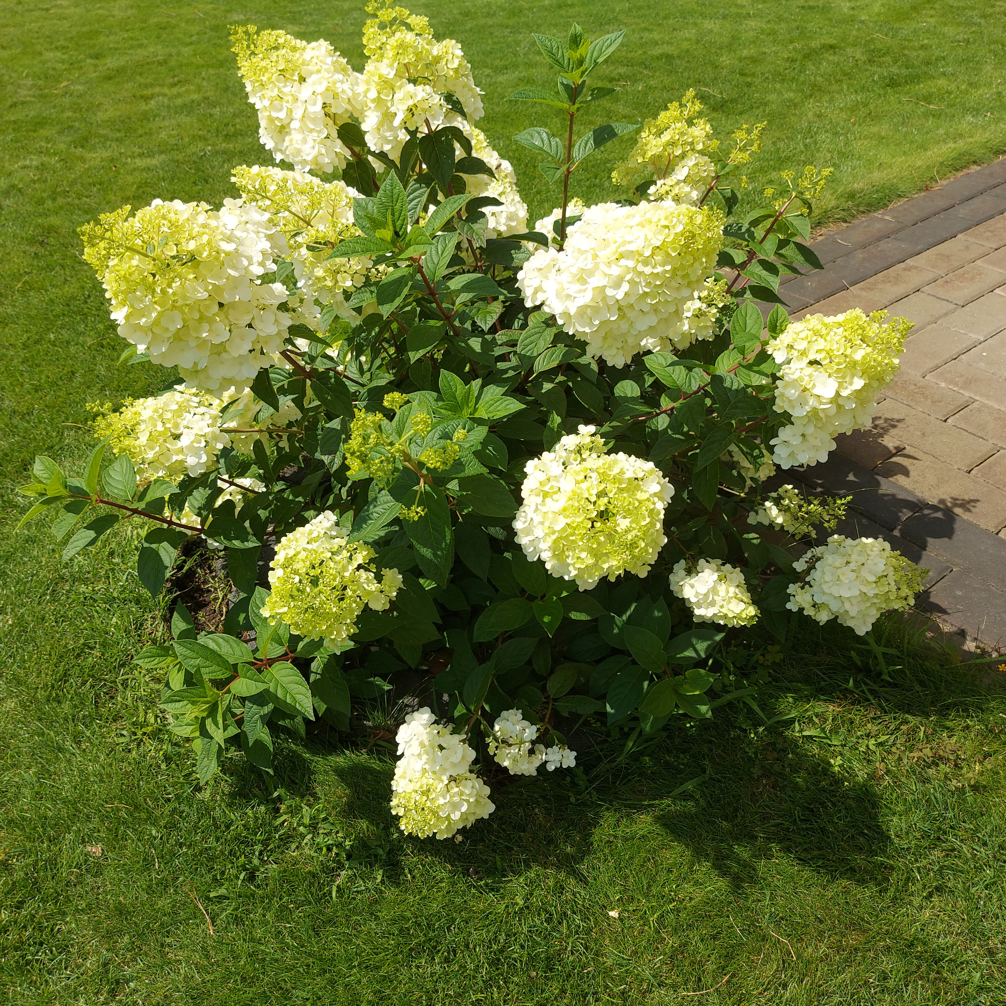 Krzew hortensji 'Limelight' z kremowymi kwiatostanami na tle soczystej zieleni trawnika i kostki brukowej. Słoneczny dzień.