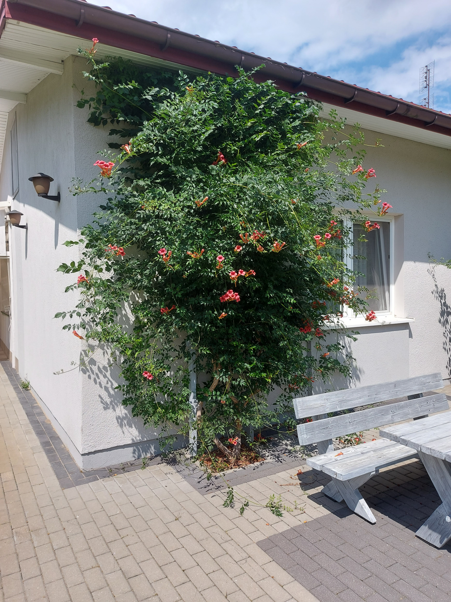 Kwitnące pnącze milinu amerykańskiego, ozdobnie porastające ścianę domu. W tle widoczny fragment drewnianego stołu i ławki.