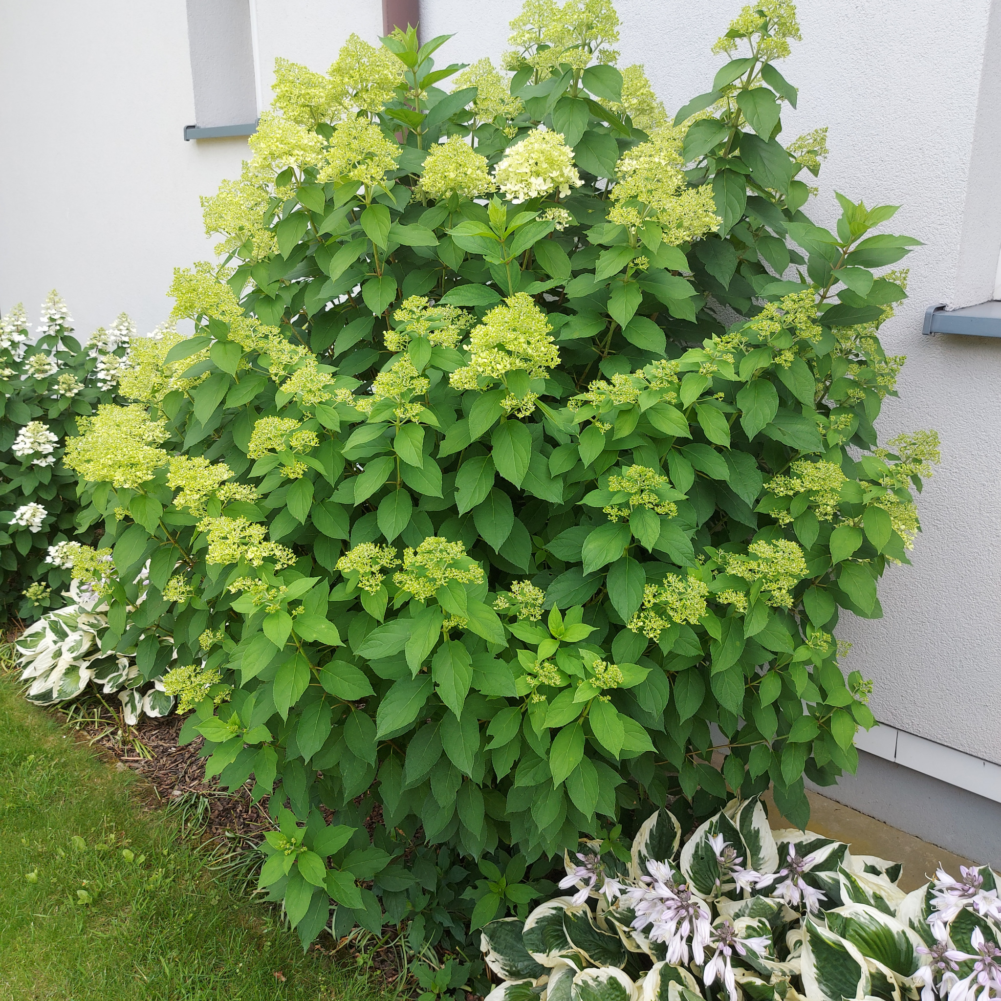 Krzew hortensji bukietowej 'Limelight' w ogrodzie, z limonkowymi kwiatostanami i zielonymi liśćmi, rosnący przy jasnej ścianie budynku. Obok widoczne funkie o biało-zielonych liściach.