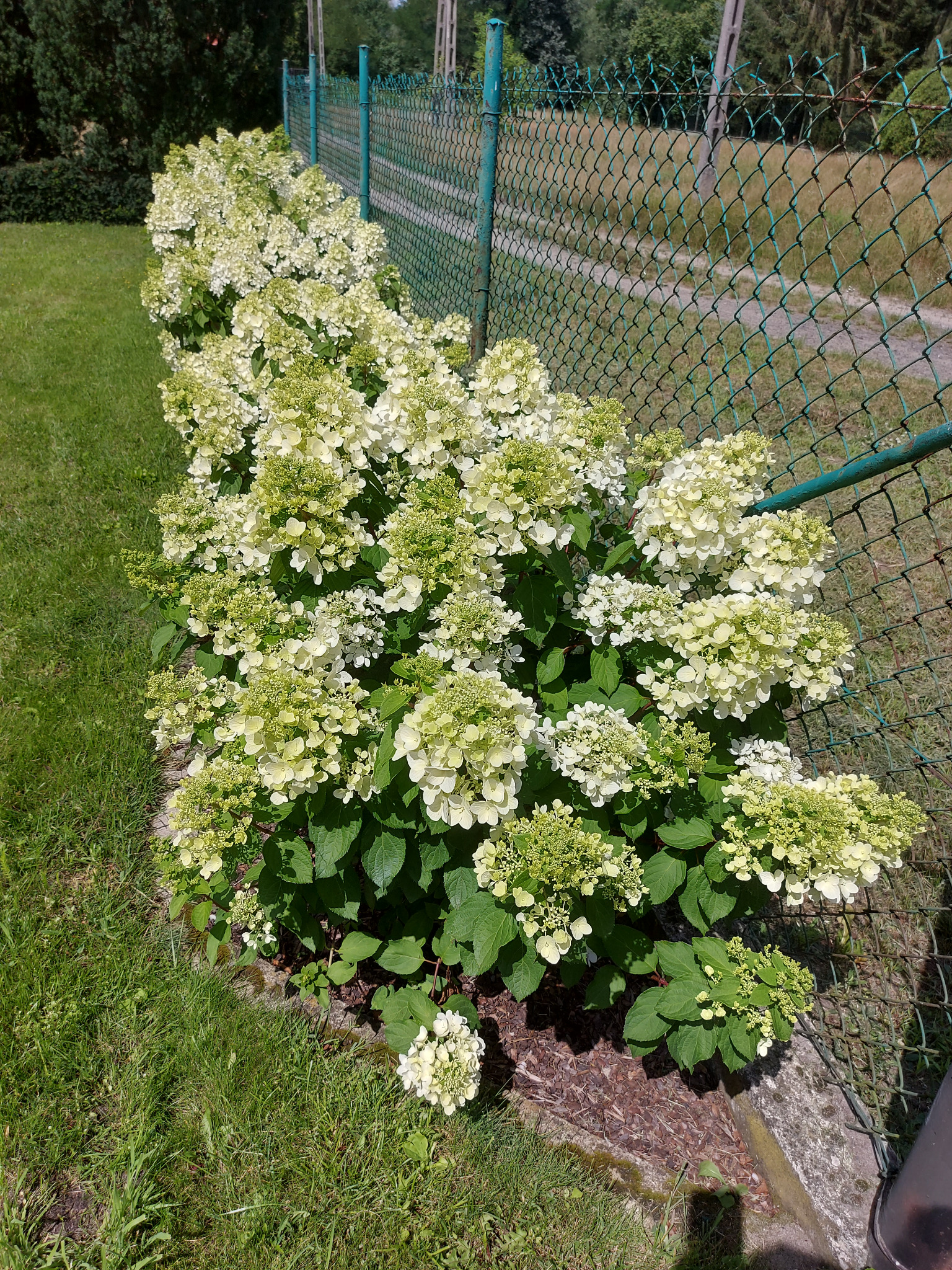 Rząd kwitnących hortensji przy zielonym, metalowym ogrodzeniu. Kwiaty w odcieniach bieli i zieleni, bujne krzewy. Zadbany trawnik i słupy energetyczne w tle.