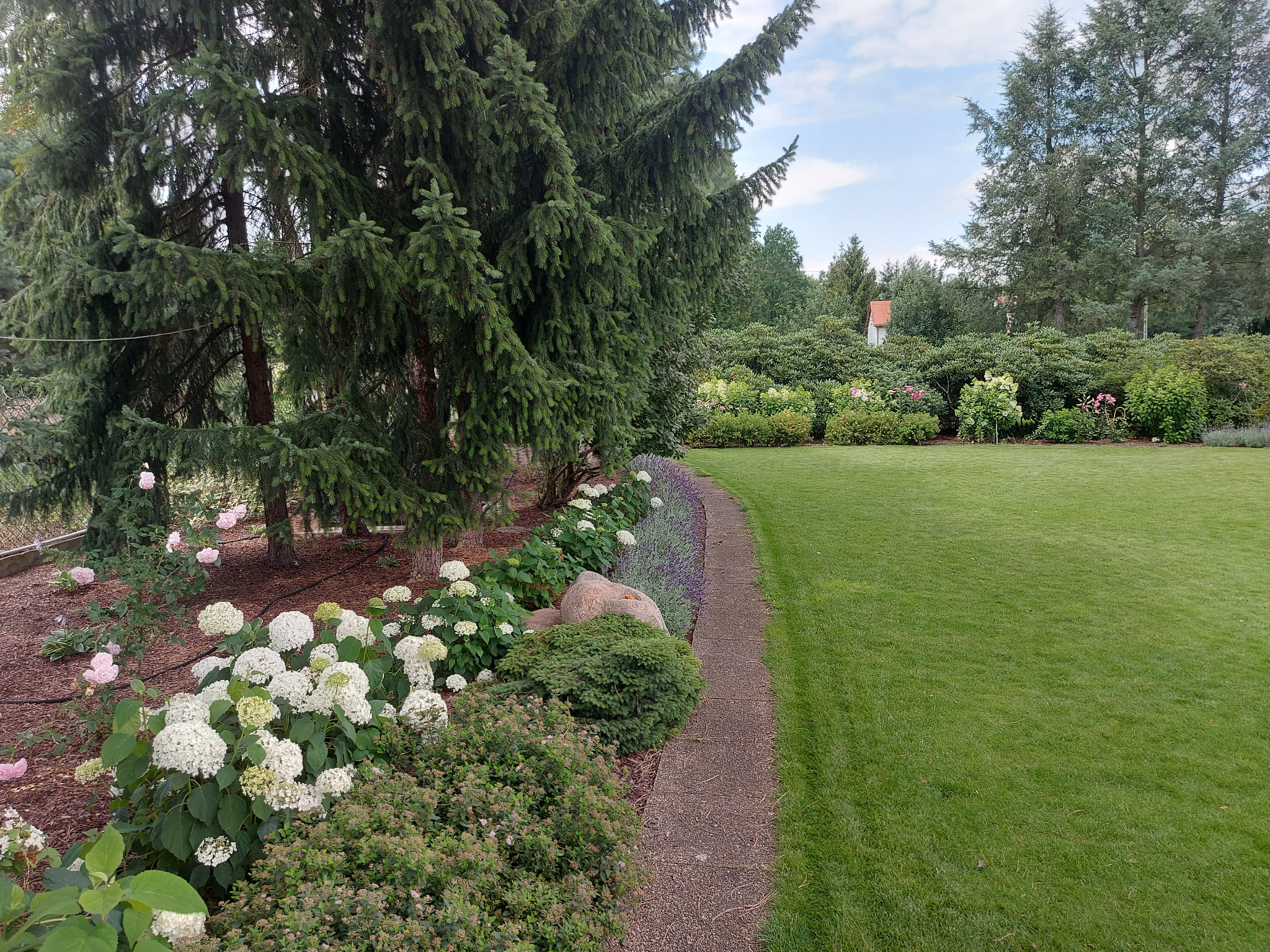 Zadbany ogród z równo przystrzyżonym trawnikiem, kwitnącymi hortensjami i ścieżką. W tle wysokie drzewa iglaste i krzewy.