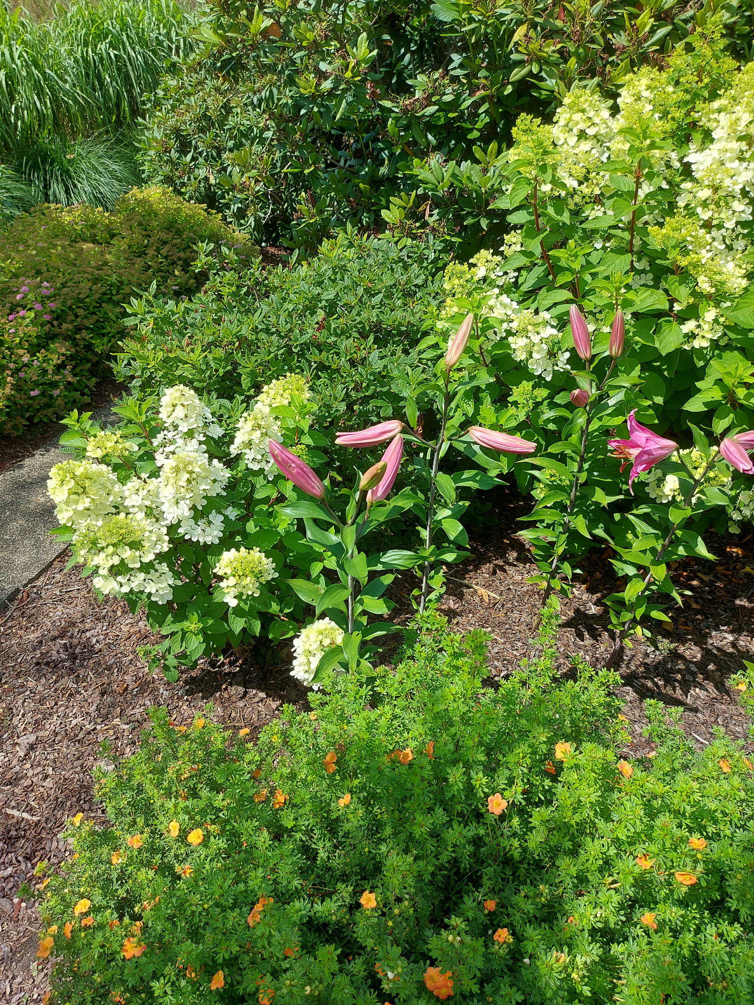 Kwitnące lilie i hortensje w ogrodzie w Warszawie. Różowe pąki lilii kontrastują z białymi kwiatostanami hortensji i zielenią krzewów.