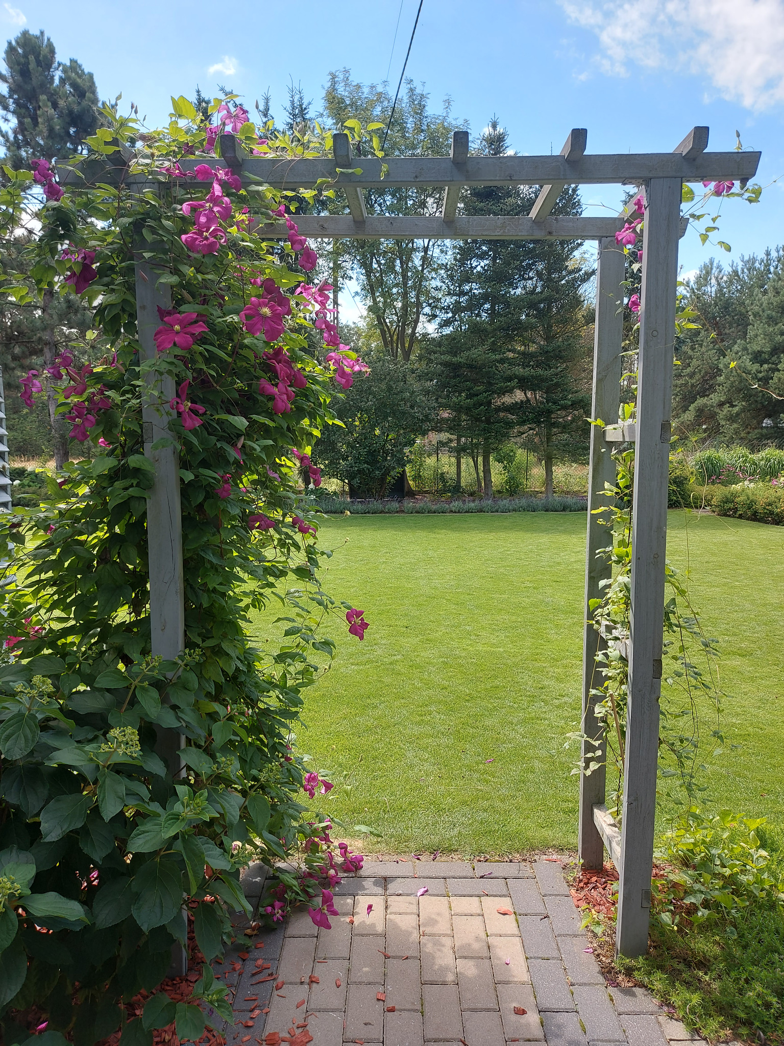 Pergola z powojnikiem o różowych kwiatach, prowadząca na zadbany trawnik. Widok na ogród w słoneczny dzień, z elementami architektury krajobrazu i drzewami w tle.