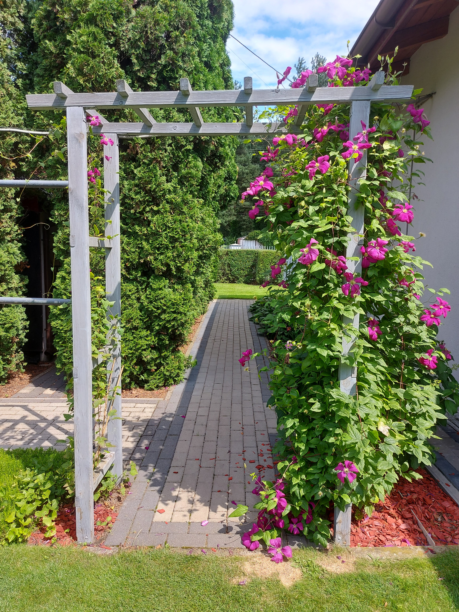 Pergola z powojnikiem o purpurowych kwiatach, prowadząca do zielonego ogrodu. Wyraźne kostki brukowe ścieżki i zadbany trawnik.