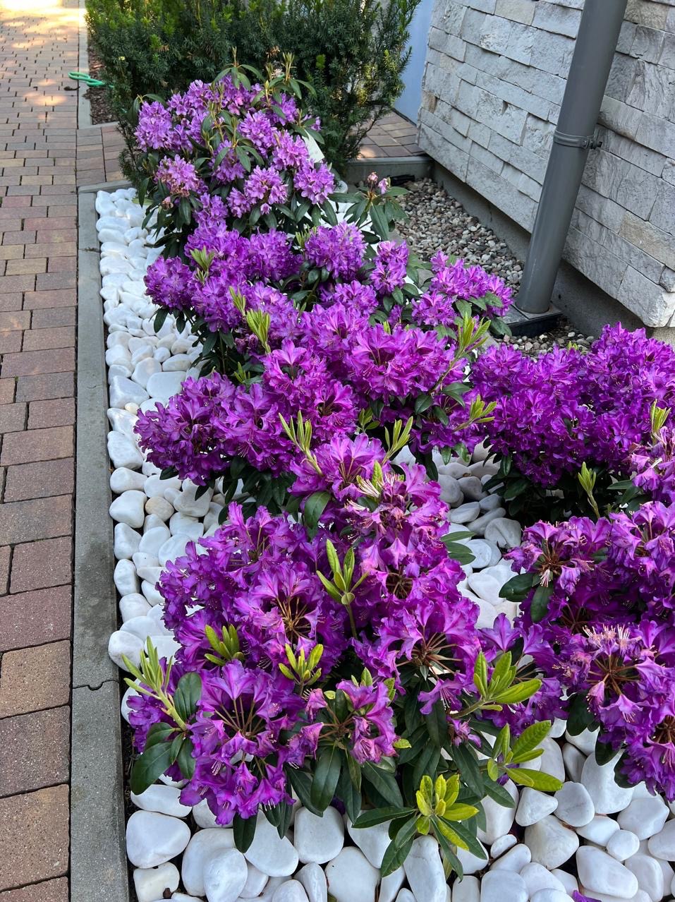 Rząd kwitnących, fioletowych rododendronów obsypanych białymi kamieniami, rosnących wzdłuż ścieżki z kostki brukowej i ściany budynku z rynną.