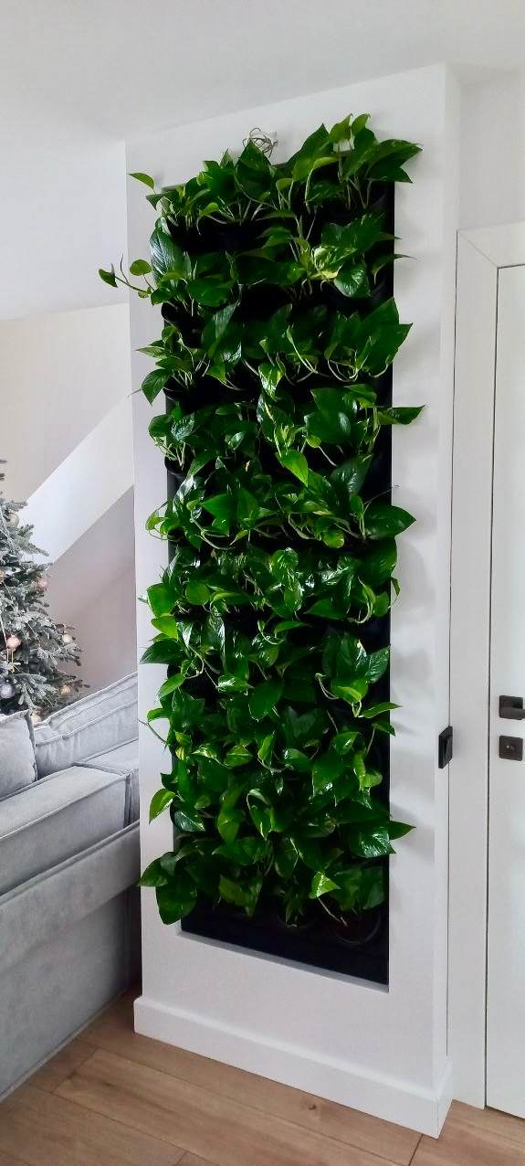 Wertykalny ogród z zielonych roślin w czarnej ramie, umieszczony na białej ścianie w nowoczesnym wnętrzu. Widoczny fragment sofy i choinki w tle.