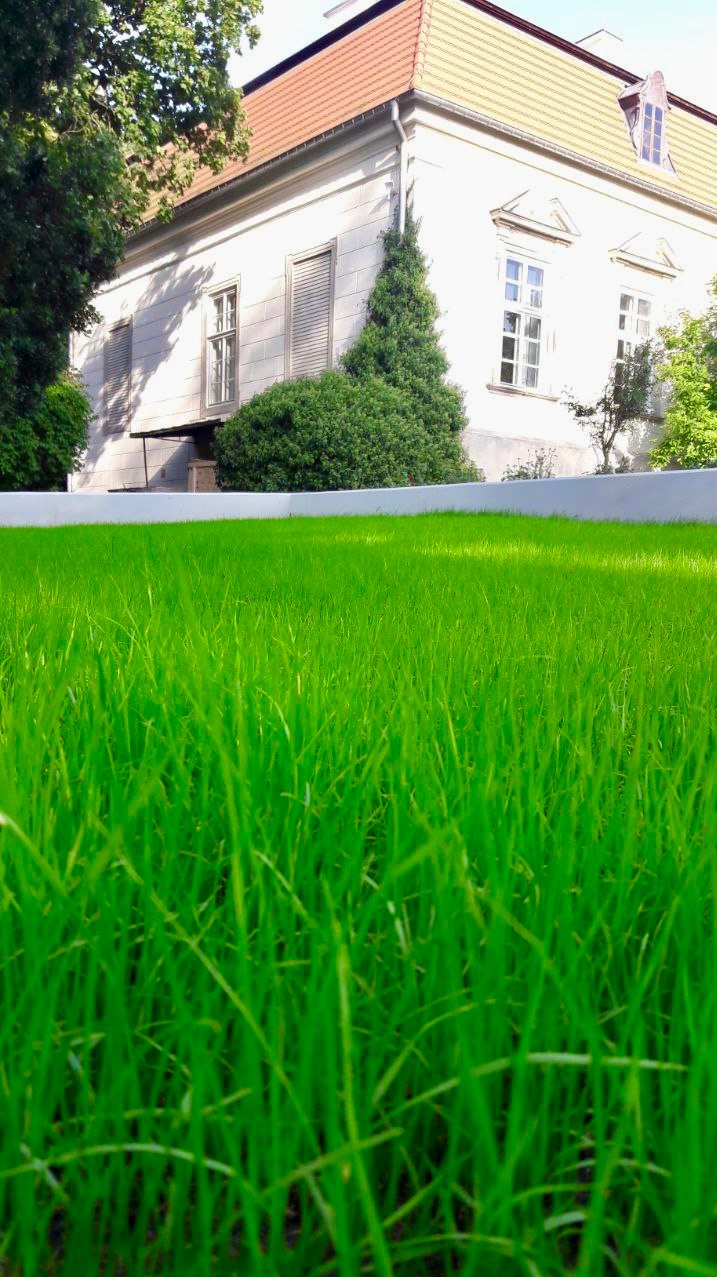 Soczysta, zielona trawa na tle białego murku i klasycznego budynku z czerwonym dachem. Niska perspektywa podkreśla gęstość trawnika.