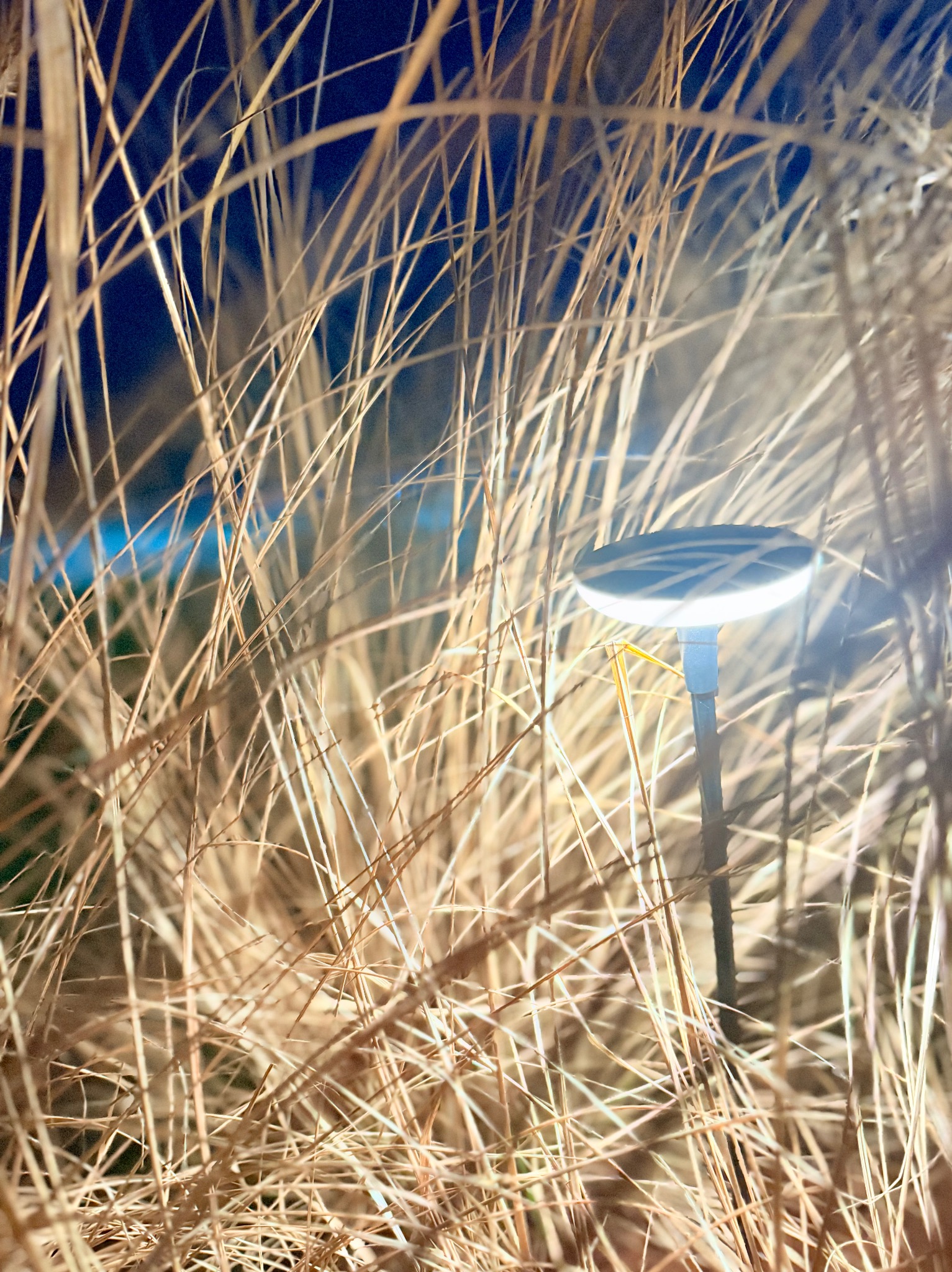 Oświetlenie ogrodowe LED wkomponowane w wysokie trawy ozdobne, tworzące nastrojowy klimat w ogrodzie po zmroku. Delikatne światło podkreśla strukturę roślin.