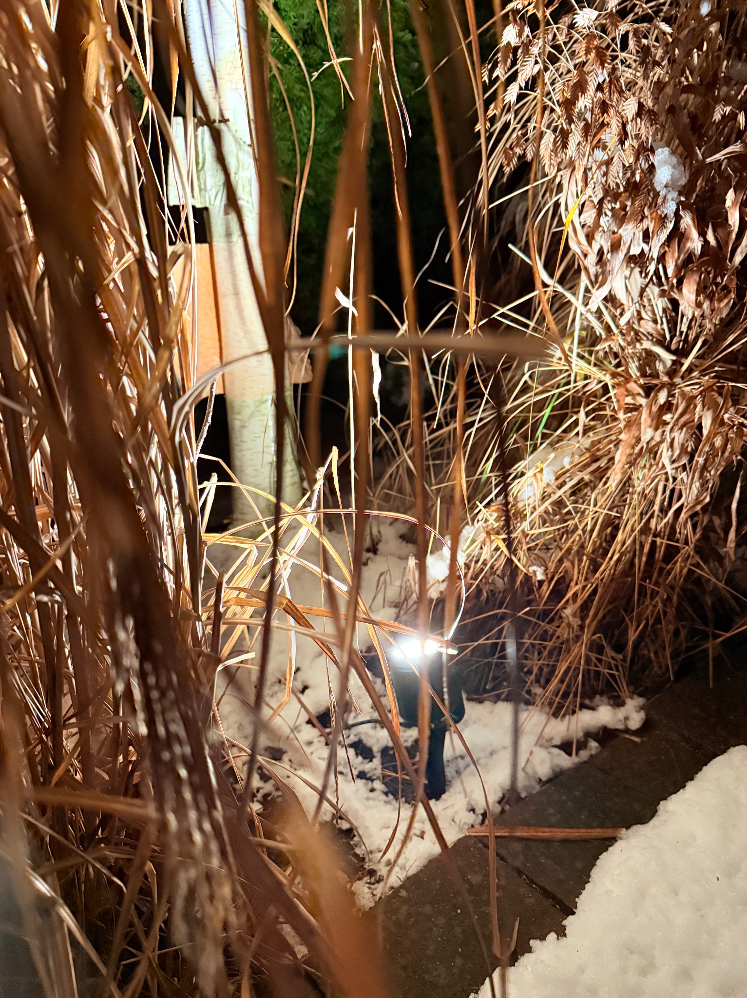 Oświetlona lampą kępa uschniętej trawy ozdobnej w zimowym ogrodzie, z widocznym śniegiem i fragmentem chodnika. Nastrojowe oświetlenie podkreśla strukturę roślin.