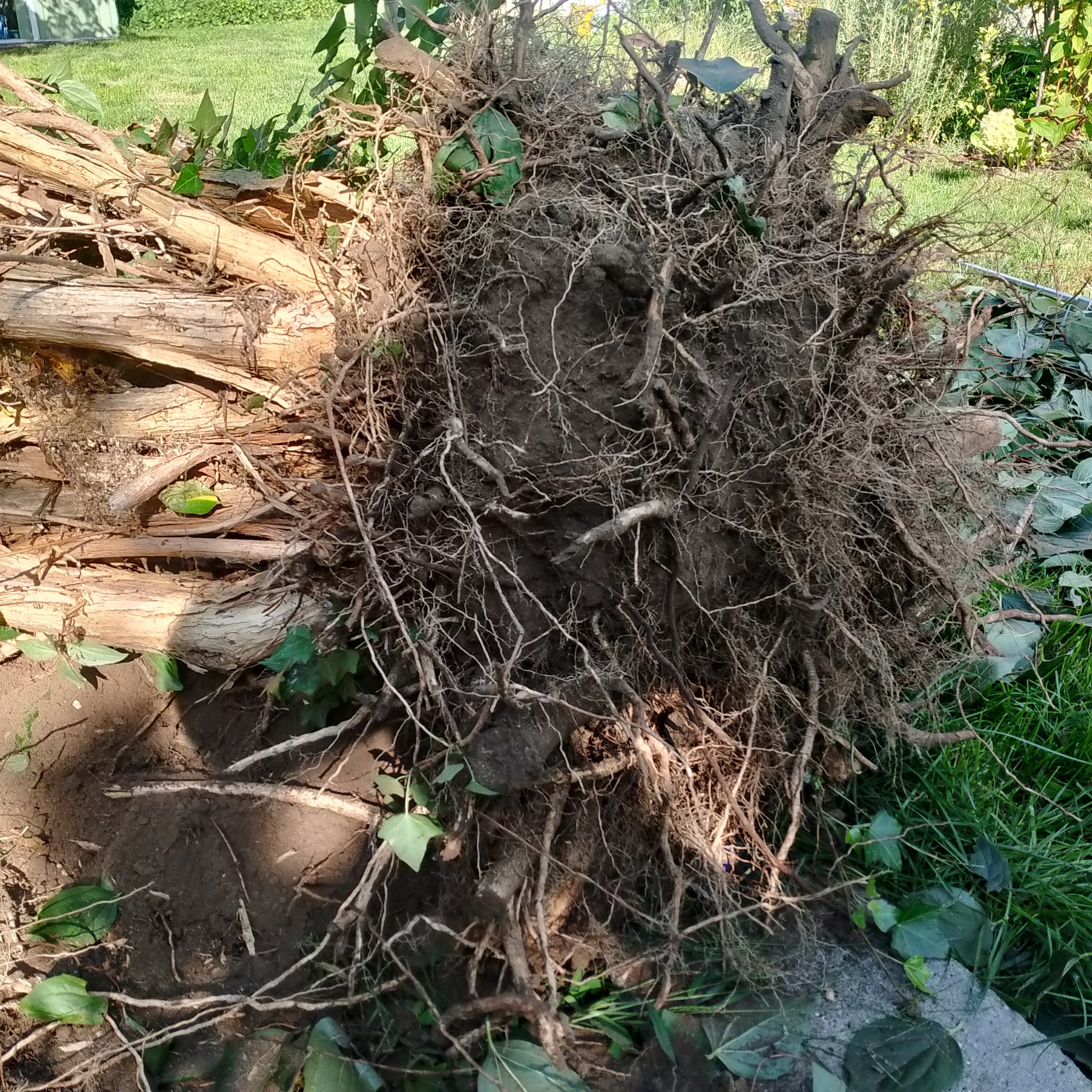 Wywrócone drzewo z korzeniami, leżące na ziemi z fragmentami trawy i liści. Widoczne liczne korzenie i fragmenty pnia. Słoneczny dzień.