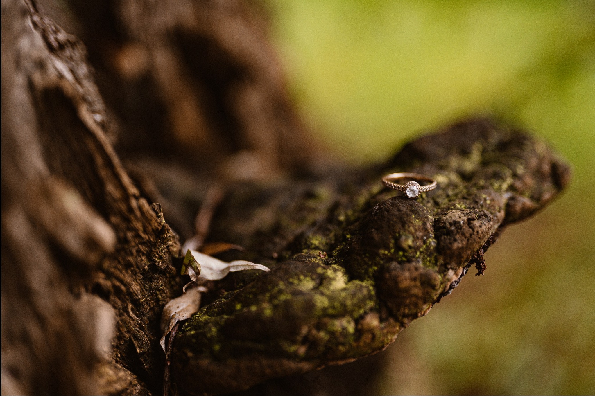 Złoty pierścionek zaręczynowy z brylantem spoczywa na spróchniałym, omszałym pniu drzewa, z delikatnym, rozmytym tłem zieleni, w naturalnym świetle pleneru.