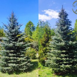 Przycinanie drzew Mszczonów 1