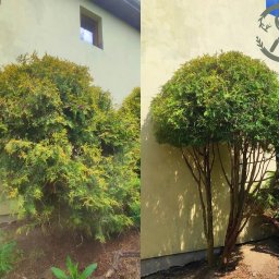 Przycinanie drzew Mszczonów 2