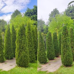 Przycinanie drzew Mszczonów 3