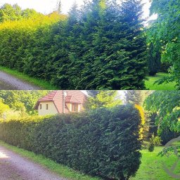 Przycinanie drzew Mszczonów 4