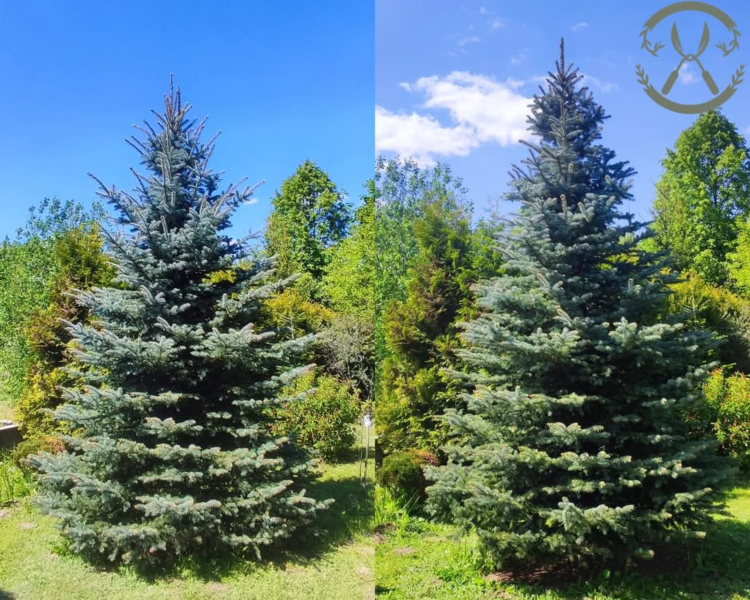Zdjęcie 'przed i po' srebrnego świerku na tle zieleni ogrodowej, ukazujące efekt formowania korony i poprawę estetyki drzewa. Po prawej logo z nożycami.