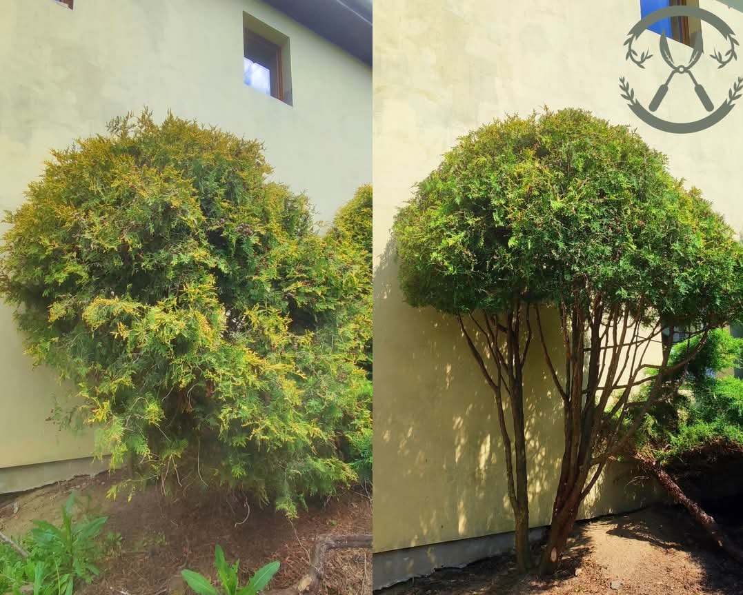Kadr 'przed i po' ukazujący krzew przed i po formowaniu, z widocznymi gałęziami i korą po prawej stronie, na tle ściany budynku.