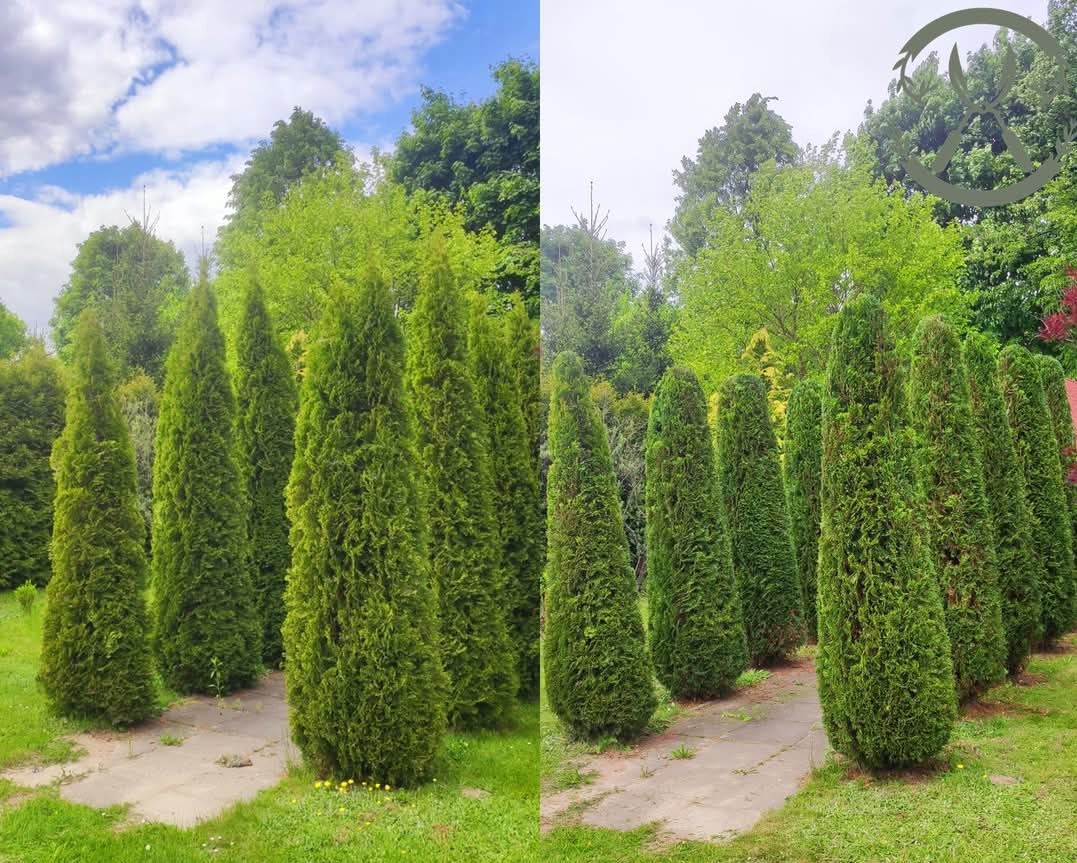 Porównanie stanu tui: po lewej stronie przed, po prawej po przycięciu, ukazujące różnicę w kształcie i gęstości, na tle zieleni ogrodu.