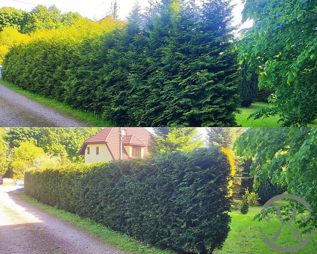 Porównanie żywopłotu: góra - po przycięciu, dół - przed. Regularny kształt, gęste igliwie, widoczny dom w tle. Ścieżka gruntowa wzdłuż żywopłotu.