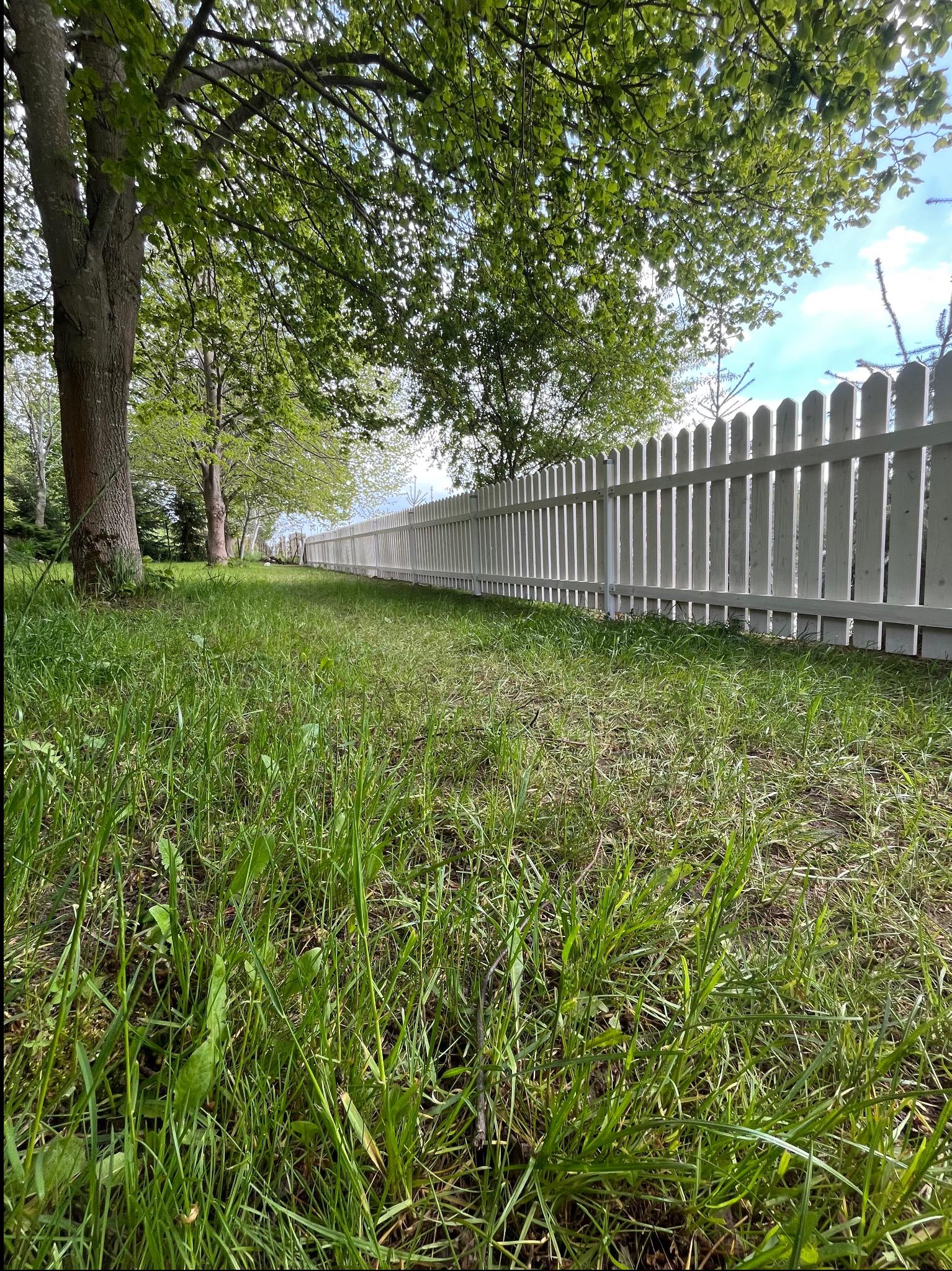 Długi, biały płot sztachetowy rozciąga się wzdłuż trawnika, widziany z niskiej perspektywy, z drzewami i błękitnym niebem w tle.