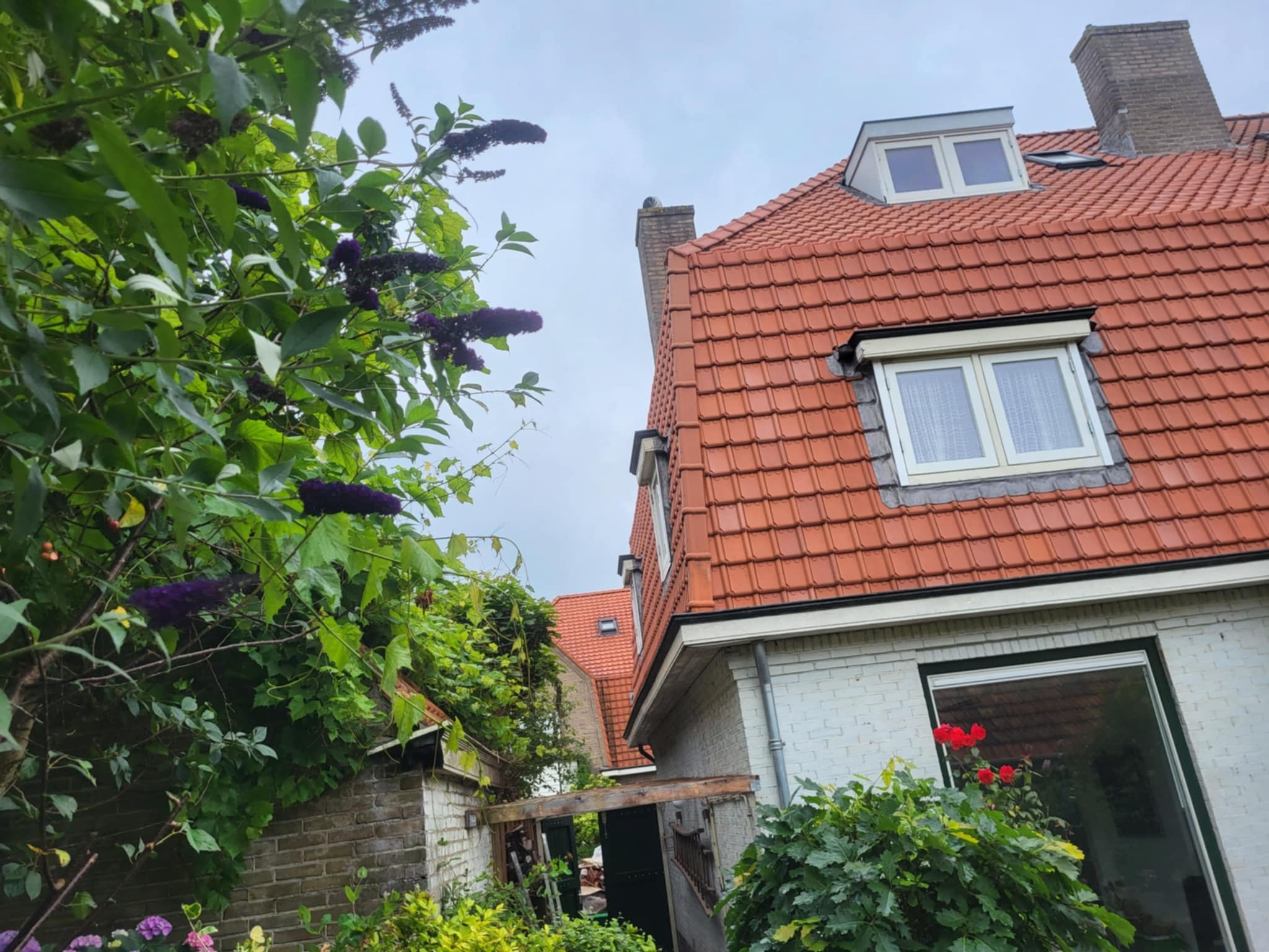 Czerwona dachówka na białym domu z oknami połaciowymi, widok z dołu przez kwitnący krzew budlei. Fragment dachu sąsiedniego budynku w tle.