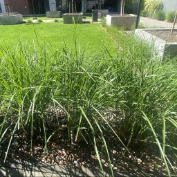 Kaba Barbara Kamińska - Zadbany trawnik z ozdobnymi trawami i kamieniami na rabacie, betonowe donice z drzewami w tle, nowoczesna architektura.