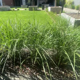 Zadbany trawnik z ozdobnymi trawami i kamieniami na rabacie, betonowe donice z drzewami w tle, nowoczesna architektura.