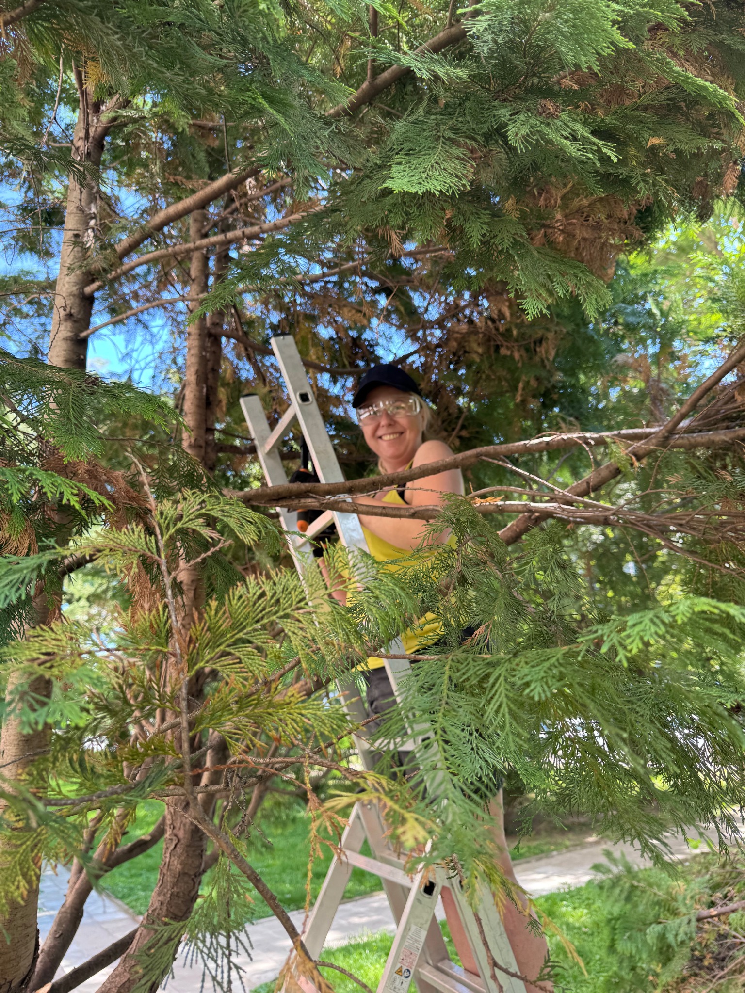 Uśmiechnięta kobieta w okularach ochronnych, na drabinie, przycina gałęzie iglastego drzewa w słoneczny dzień. Widoczne narzędzia i fragment chodnika.