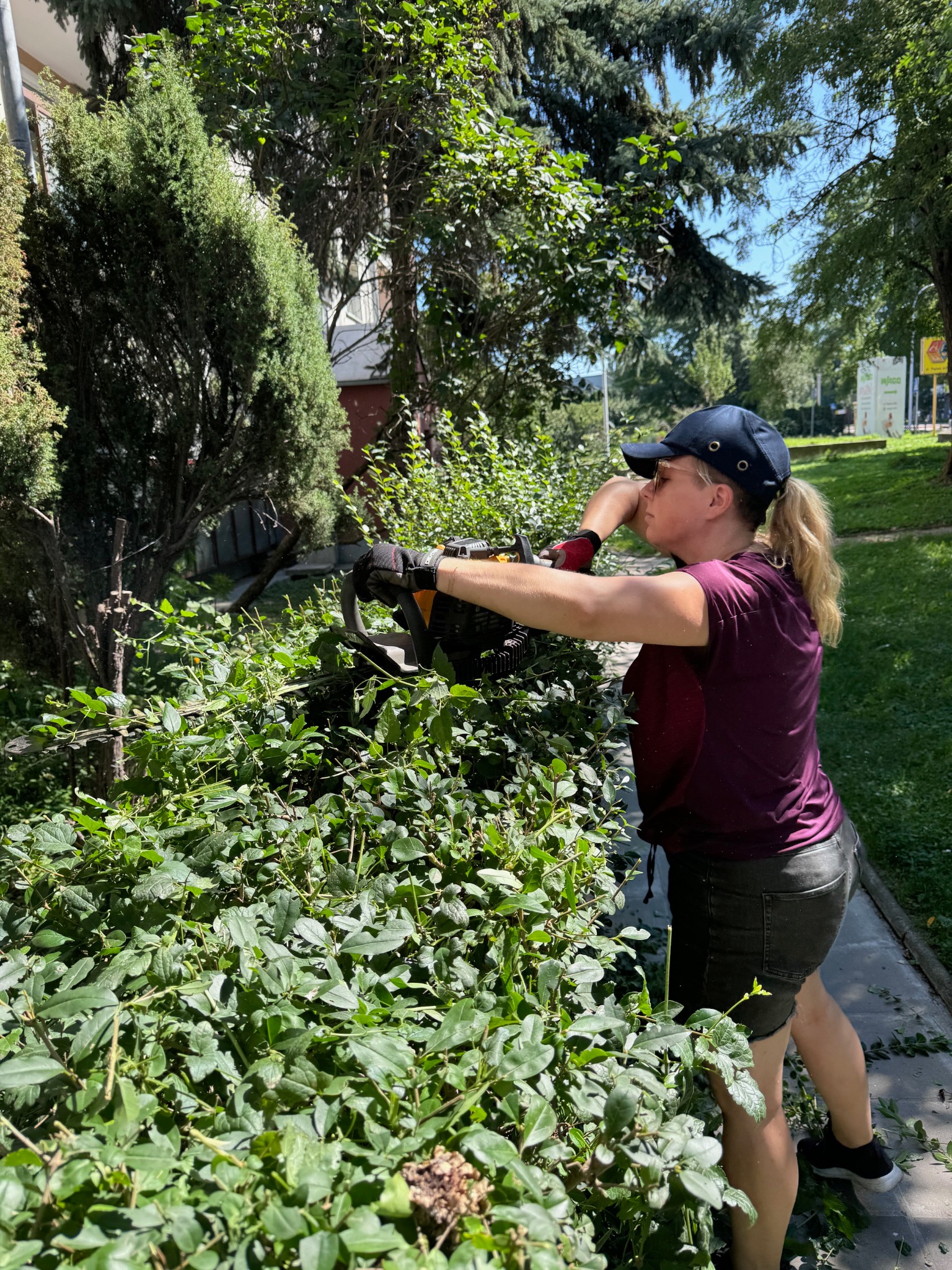 Kobieta w czapce przycina żywopłot elektrycznymi nożycami. Widoczne drobne gałązki w powietrzu. Słoneczny dzień w parku. Skupienie na pracy.