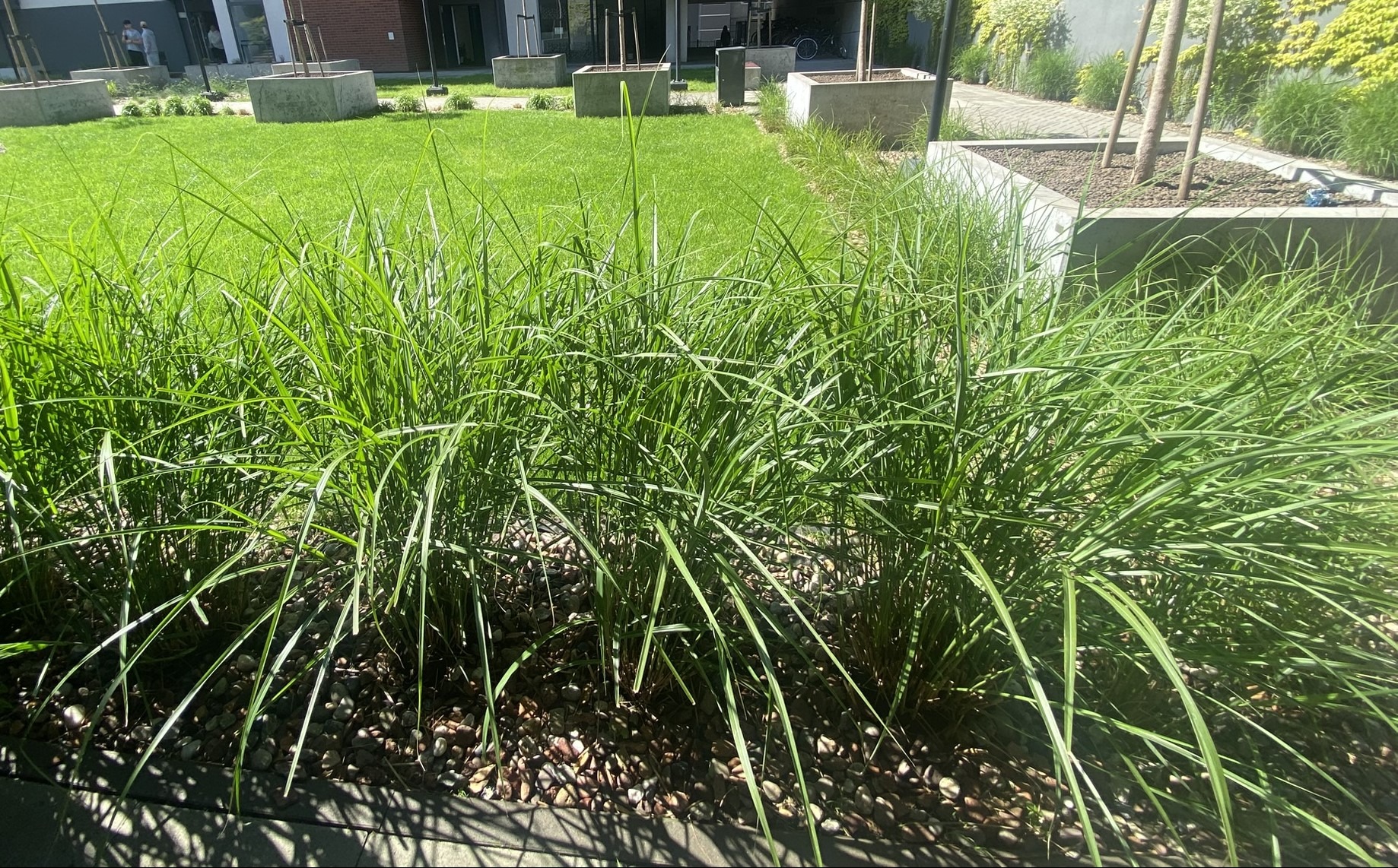 Zadbany trawnik z ozdobnymi trawami i kamieniami na rabacie, betonowe donice z drzewami w tle, nowoczesna architektura.