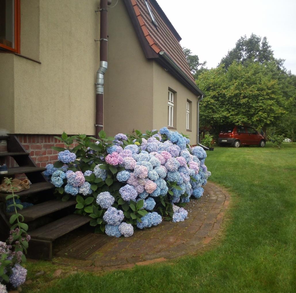 Kępa hortensji ogrodowej w odcieniach błękitu i różu, rosnąca przy schodach wejściowych do domu z ceglanym podmurówką i zielonym trawnikiem.