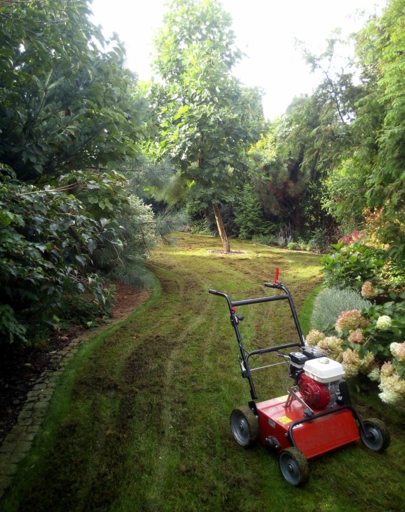 Aerator spalinowy na trawniku po wertykulacji. Widoczny efekt pracy urządzenia: usunięty mech i filc. Tło: drzewa, krzewy i kwiaty. Wertykulacja trawnika.