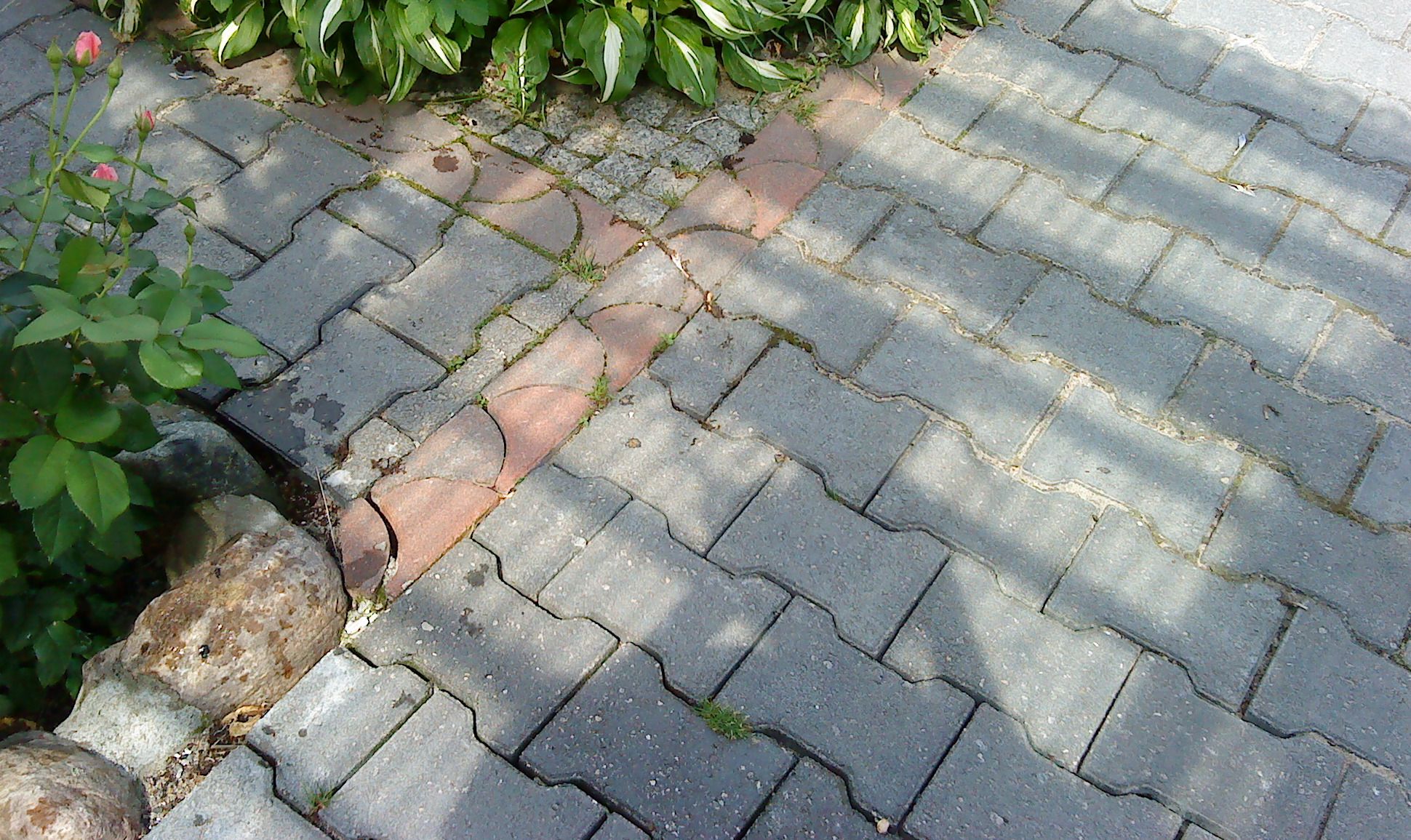 Szare, betonowe kostki brukowe ułożone w zygzakowaty wzór, obrzeże z czerwonej kostki, fragment ogrodu z różą i hostą, widoczne cienie drzew.