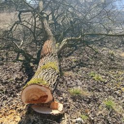 Mateusz Parzygnat Wood Guard Solutions - Ścięte drzewo z mchem na korze leżące na ziemi pokrytej liśćmi. Widoczny przekrój pnia z charakterystycznymi słojami. W tle nagie gałęzie i zabudowania.