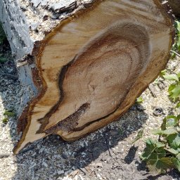 Mateusz Parzygnat Wood Guard Solutions - Ścięty pień drzewa z widocznymi słojami, otoczony wiórami i fragmentami zieleni. Ukazuje przekrój pnia z wyraźną strukturą drewna i śladami po cięciu.