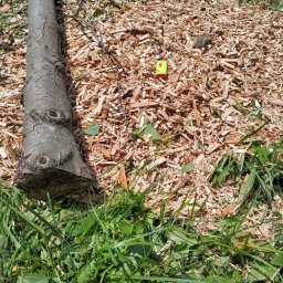 Mateusz Parzygnat Wood Guard Solutions - Ścięty pień drzewa na warstwie świeżych zrębków, obok leży zapalniczka. W tle trawa i resztki roślinności. Widok z góry.