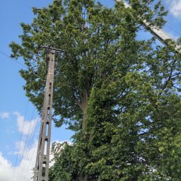 Wycinka drzew Iwanowice Włościańskie 4