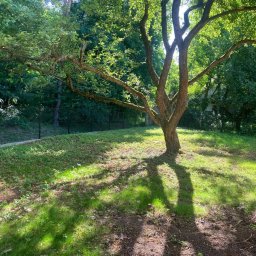 Wycinka drzew Iwanowice Włościańskie 1