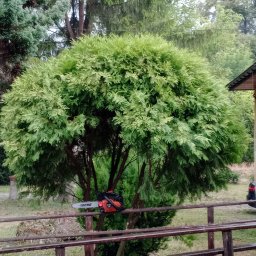 Wycinka drzew Iwanowice Włościańskie 2