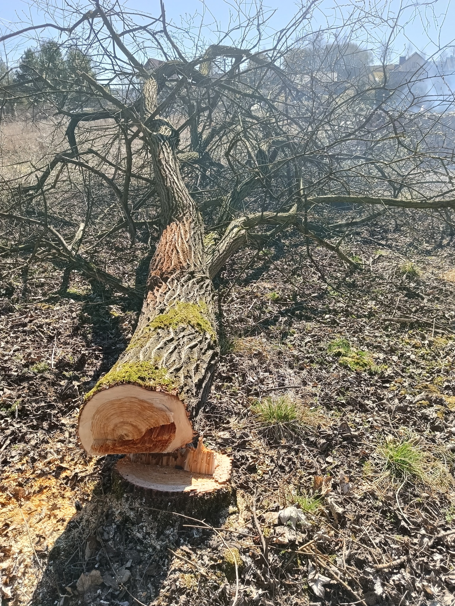 Ścięte drzewo z mchem na korze leżące na ziemi pokrytej liśćmi. Widoczny przekrój pnia z charakterystycznymi słojami. W tle nagie gałęzie i zabudowania.