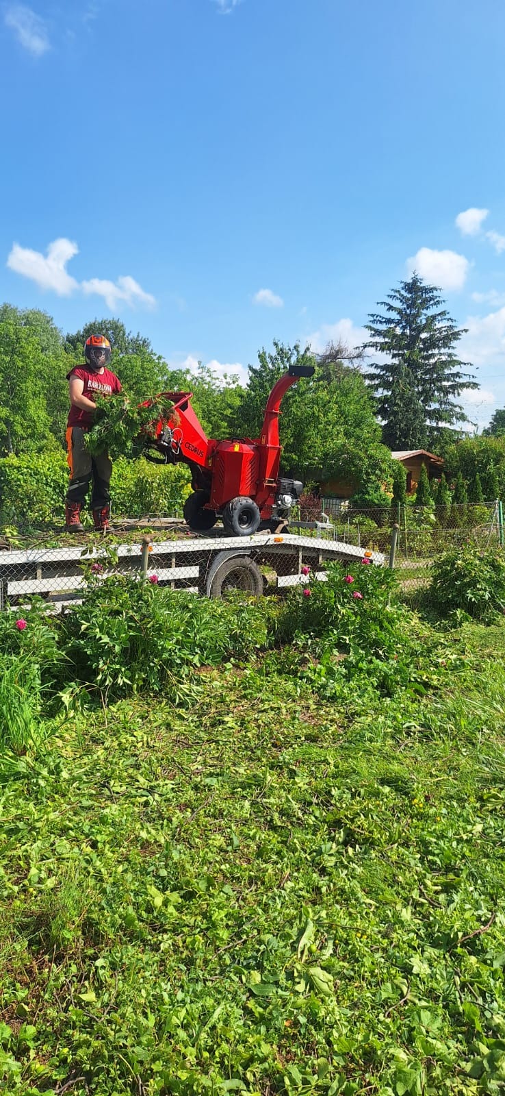 Pracownik w hełmie wrzuca gałęzie do czerwonego rębaka Cedrus na przyczepie. W tle drzewa i niebo. Świeżo pocięte gałęzie na trawie.