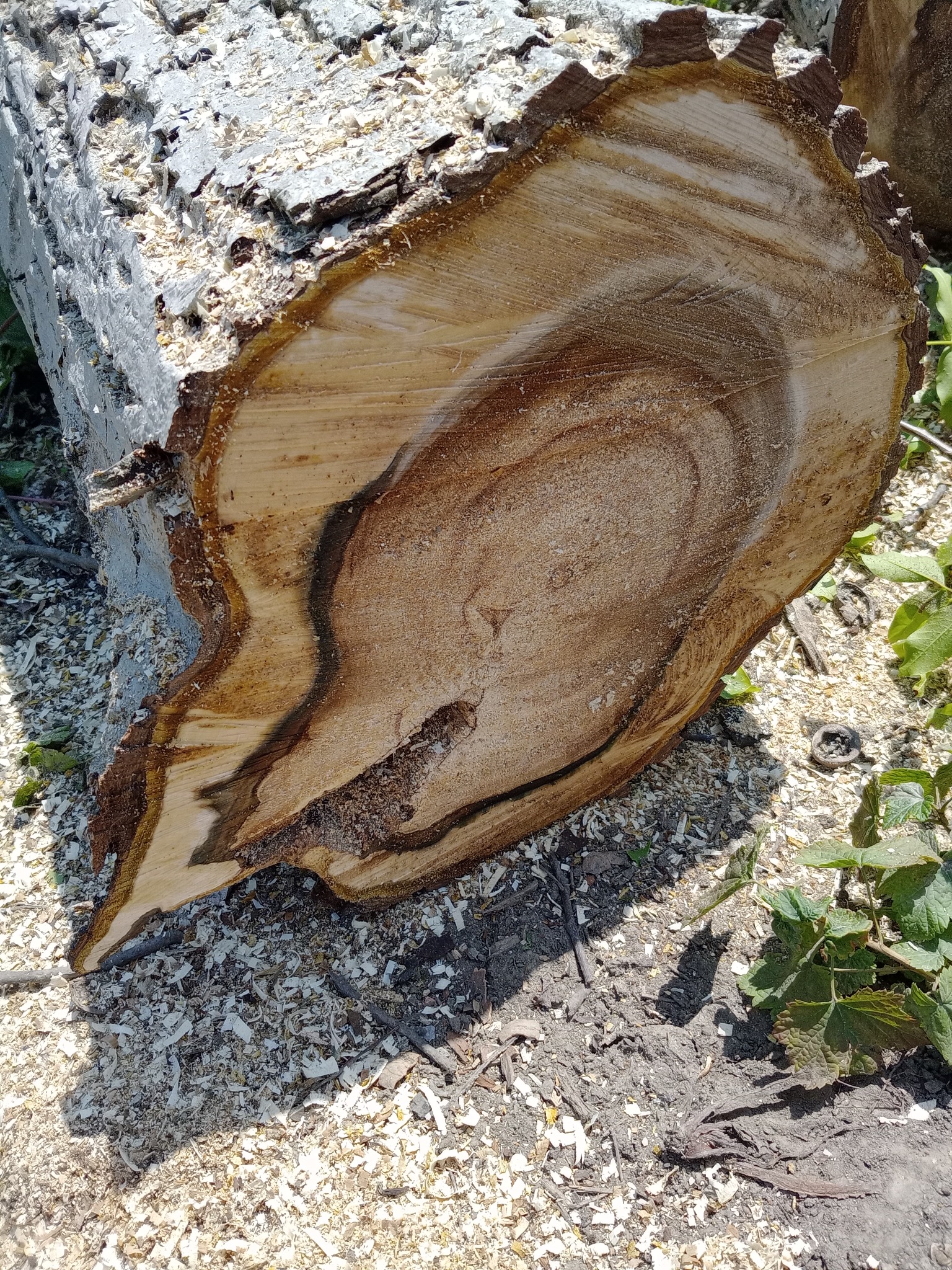 Ścięty pień drzewa z widocznymi słojami, otoczony wiórami i fragmentami zieleni. Ukazuje przekrój pnia z wyraźną strukturą drewna i śladami po cięciu.