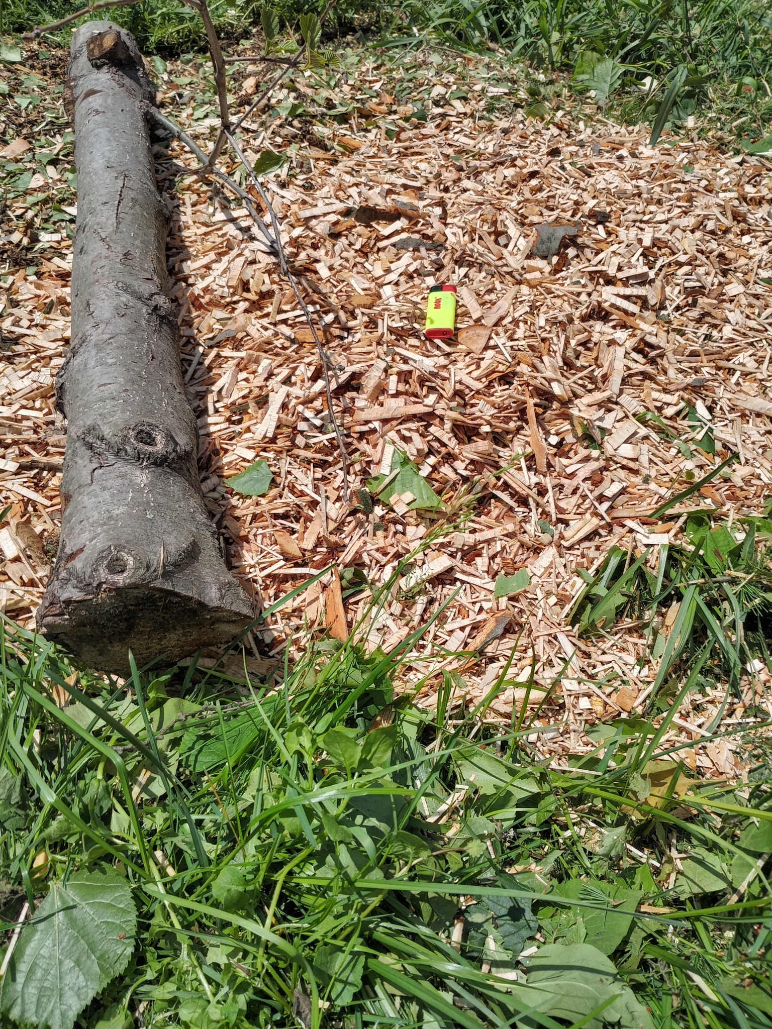 Ścięty pień drzewa na warstwie świeżych zrębków, obok leży zapalniczka. W tle trawa i resztki roślinności. Widok z góry.