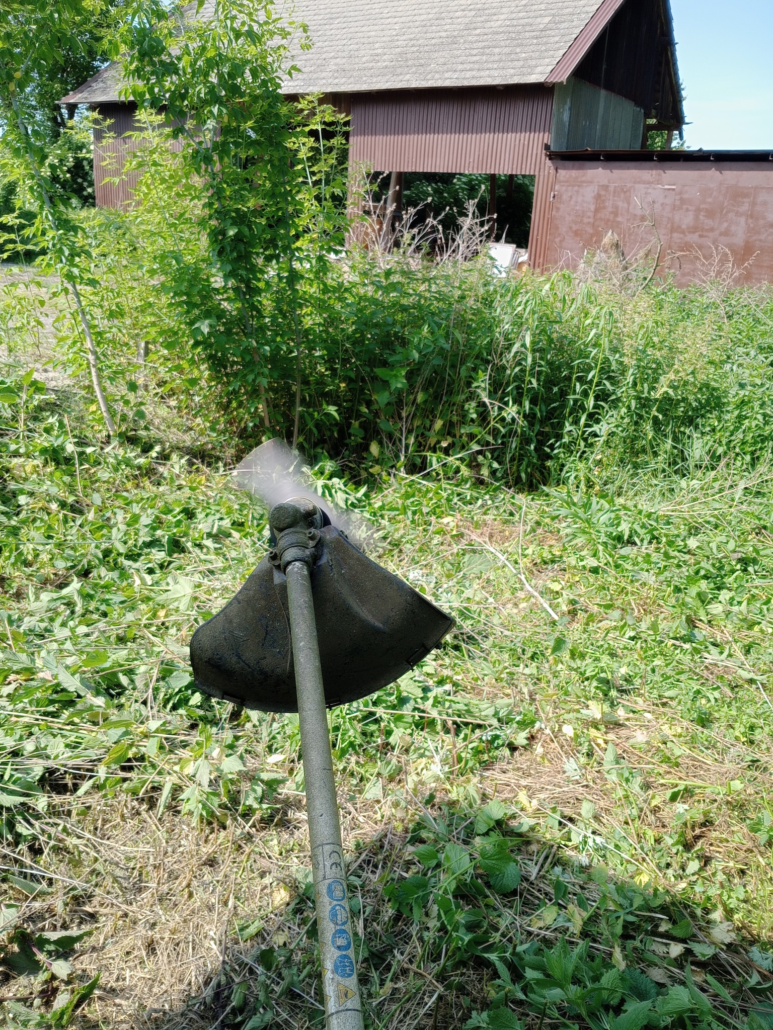 Kosa spalinowa po koszeniu trawy. W tle zarośla i budynek gospodarczy z brązowej blachy falistej. Świeżo skoszona trawa.