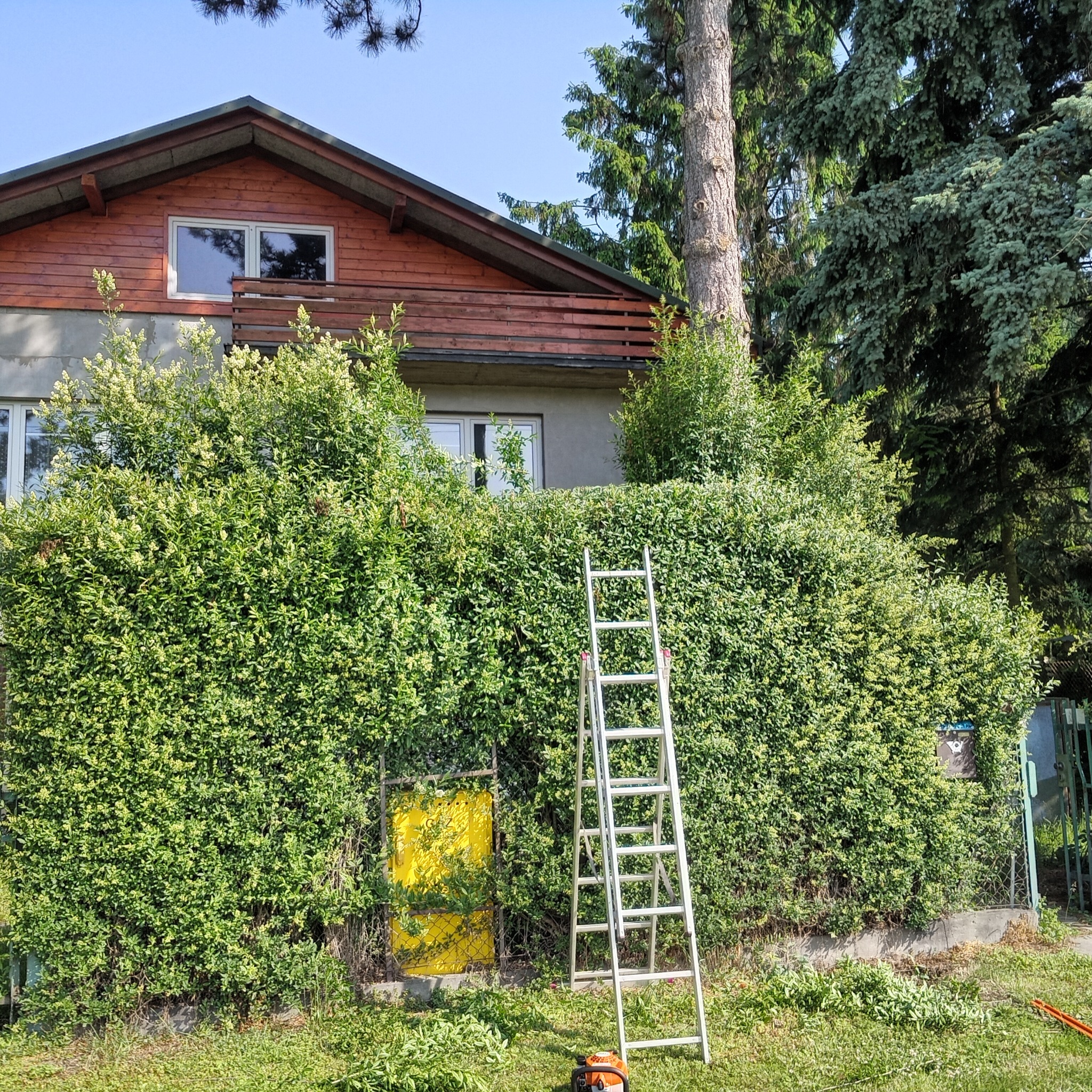 Wysoki żywopłot przed domem, drabina i pilarka spalinowa u podstawy. Widoczne świeżo ścięte gałęzie, sugerujące prace pielęgnacyjne. Żółta skrzynka za żywopłotem.